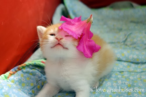 꽃을 머리에 쓴 고양이들.jpg | 인스티즈