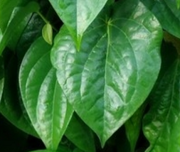 manfaat daun sirih manfaat daun sirih