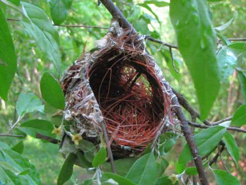 bird nest