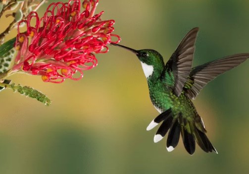 Makanan Burung Kolibri Terbaik Supaya Cepat Gacor