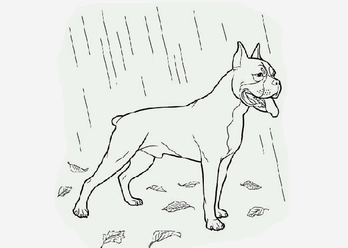Boxer coloring page | Free Coloring Pages and Coloring Books for Kids
