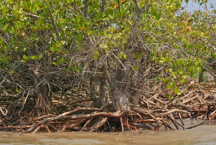 Buta Tree KeSEMaTPEDIA | Riset dan Database Mangrove: Sekilas Tentang Jenis ...