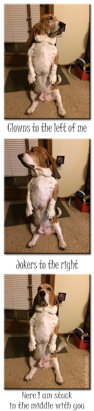 Bentley Basset Hound in a trio of photos. He is sitting up looking left, right and forward
