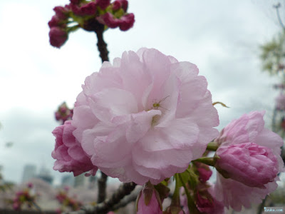 八重桜と花蜘蛛 八重桜と花蜘蛛