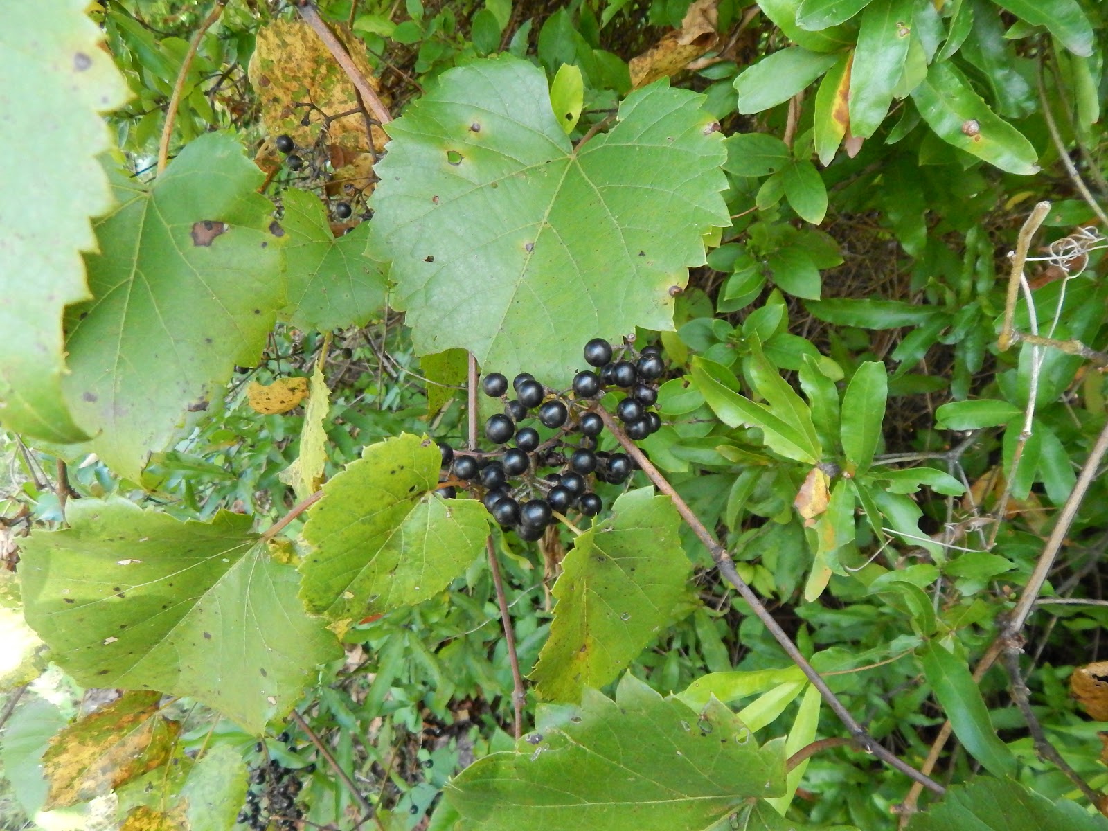 Capital Naturalist by Alonso Abugattas Wild Grapes