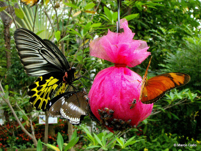 JARDÍN DE MARIPOSAS, BANGKOK. TAILANDIA 