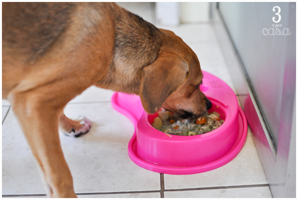 receita comida cachorro