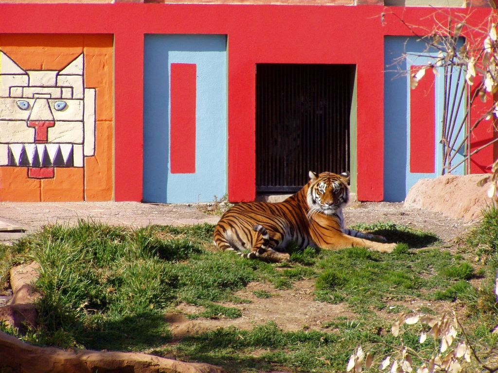Jungle Park Tenerife Tiger