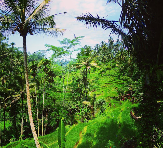sawah terasering di ubud foto sawah terasering di ubud bali