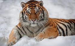 tiger tigers snow wallpapers animal winter siberian eyes