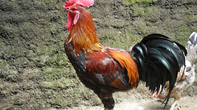 Ayam Masak Lemak Mudah & Pedas