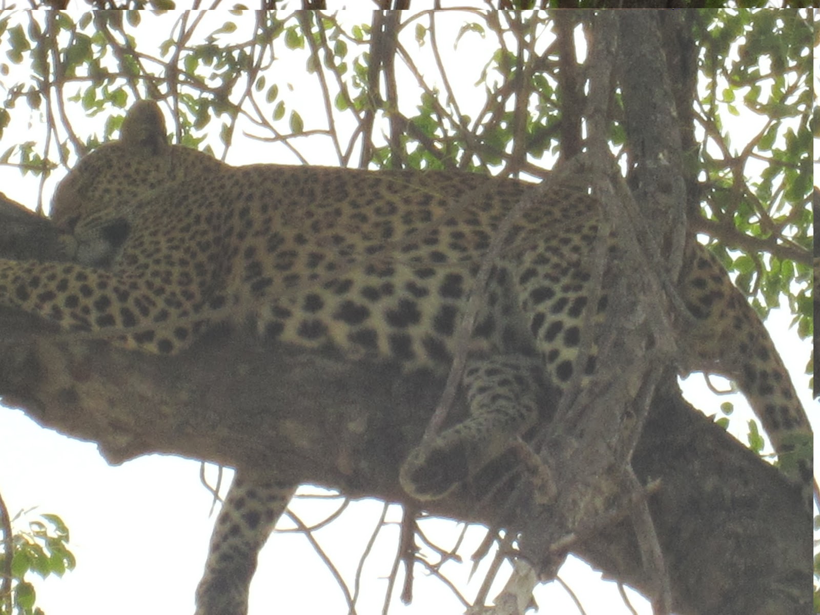 Khotso From Lesotho Animals