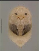 PUPA DEL PEQUEÑO ESCARABAJO DE LAS COLMENAS (Aethina tumida) PUPA DEL PEQUEÑO ESCARABAJO DE LAS COLMENAS (Aethina tumida)