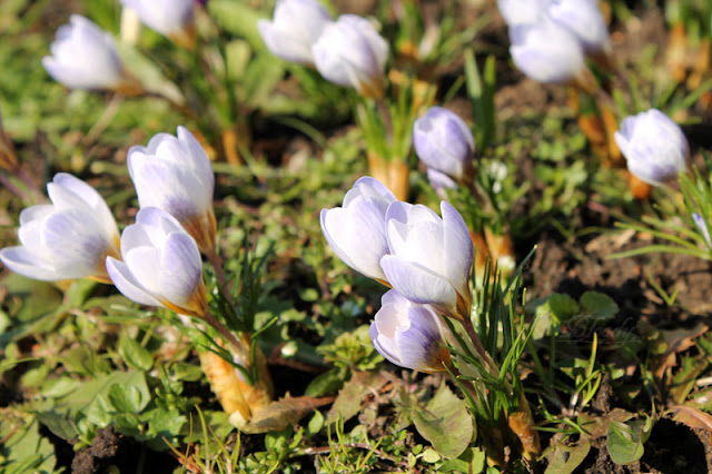 Die leicht bläulichen Krokusse sind wirklich eine Pracht.