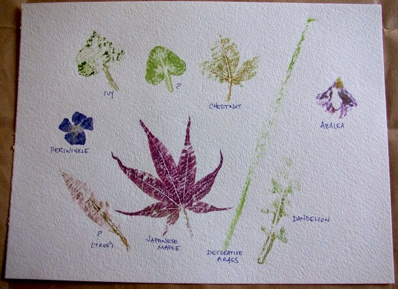 Impresiones naturales de plantas y flores en papel de acuarela9