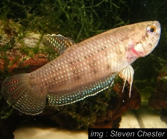 Jenis Ikan Cupang alam Spesies Betta Edithae Jenis Ikan Cupang alam Spesies Betta Edithae