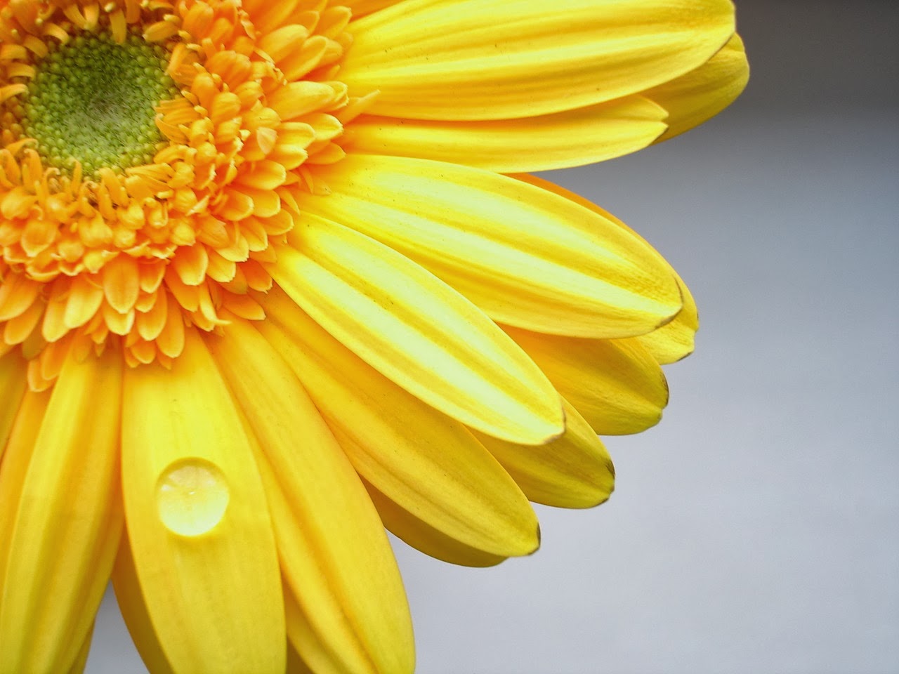 Yellow flower wallpaper - beautiful desktop wallpapers 2014