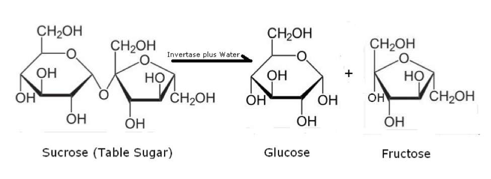 Фруктоза продукт гидролиза. Сахароза гидролиз сахарозы. Гидролиз сахарозы инвертазой. Гидролиз сахарозы реакция. Инвертаза формула.