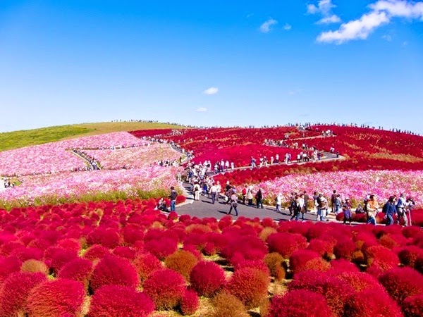http://www.funmag.org/pictures-mag/flowers/flower-paradise-hitachi-seaside-park-japan-24-photos/