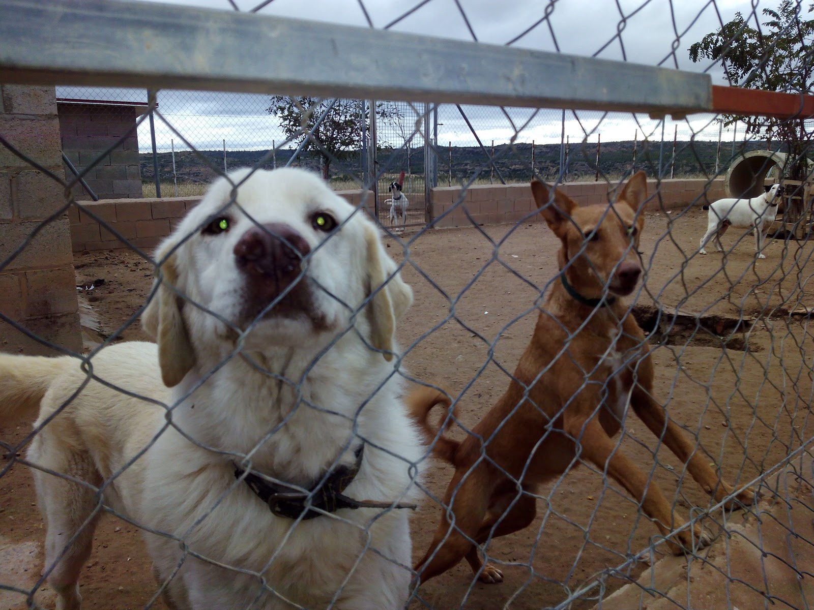 Alcorisa Hoy: La protectora de animales a la deriva...