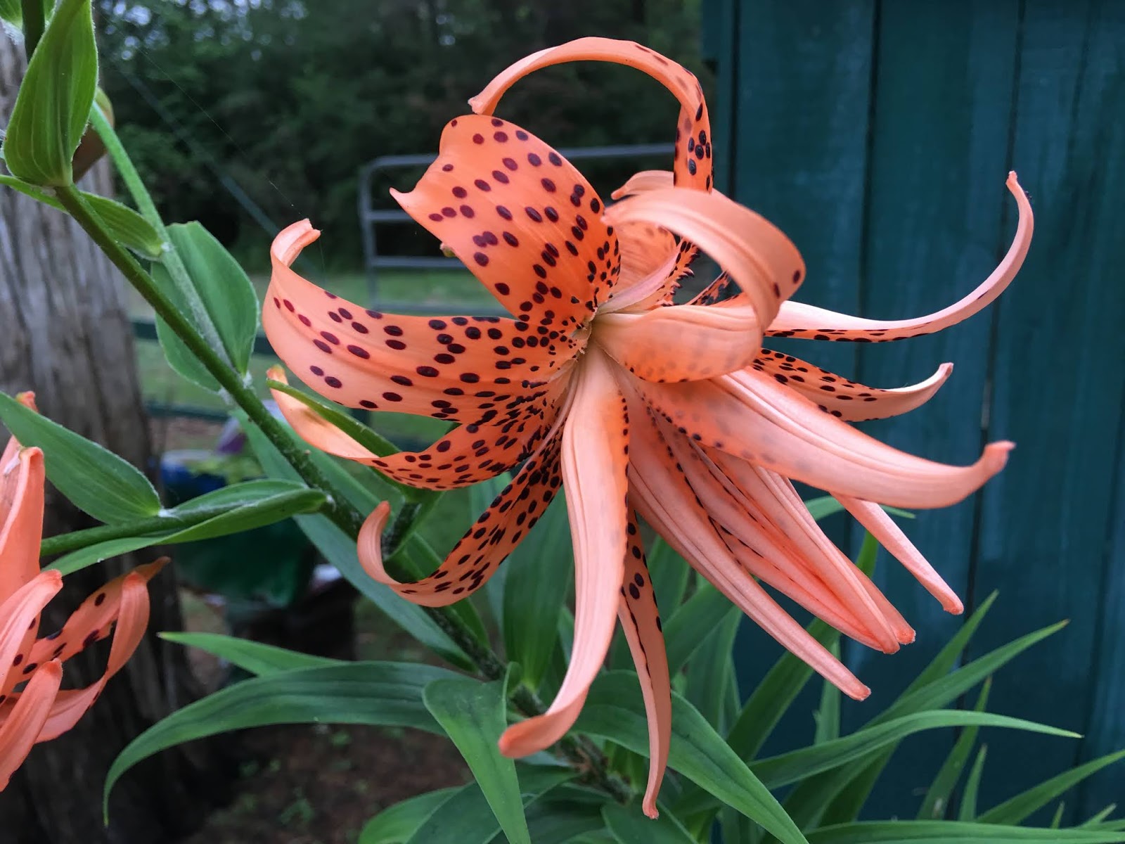 Lisa Bonassin's Garden Double Tiger Lily June 10, 2018