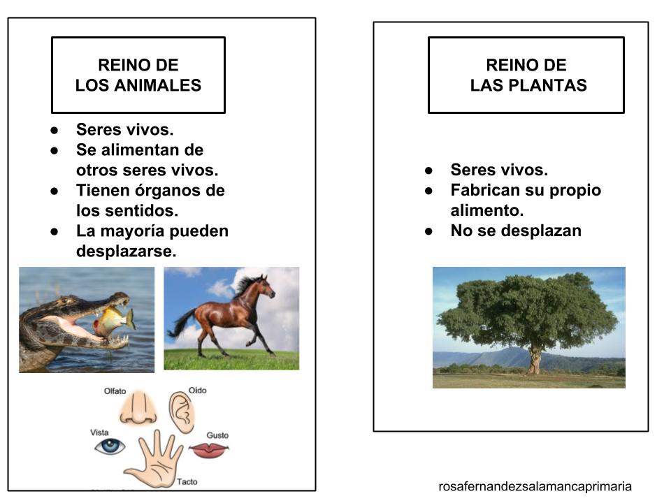 Maestra De Primaria El Reino Animal Y El Reino De Las Plantas Esquemas De Naturales Adaptados A Un Nivel De 3º Herramientas De Observación De Plantas Y Animales