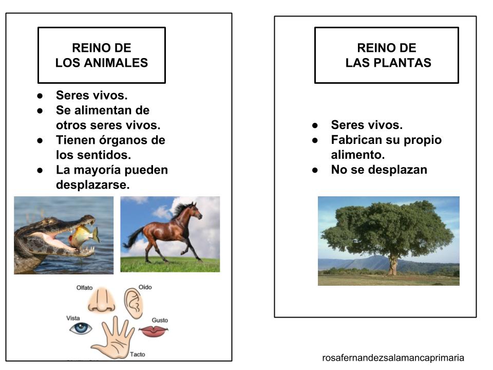 Maestra de Primaria: El Reino Animal y el Reino de las plantas. Esquemas de  Naturales adaptados a un nivel de 3º . Herramientas de observación de  plantas y animales.