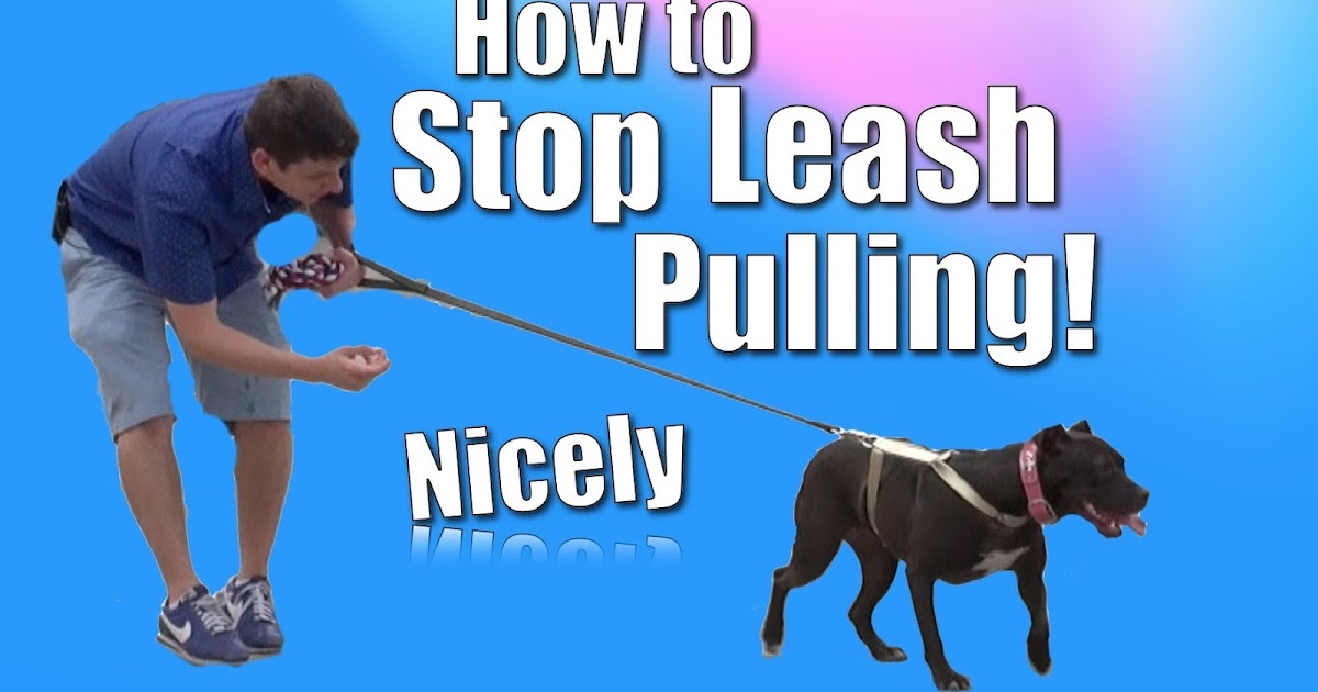 3 steps to stop your dog from pulling on his leash