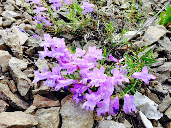 Okanagan Wildflower: Penstemon fruticosus