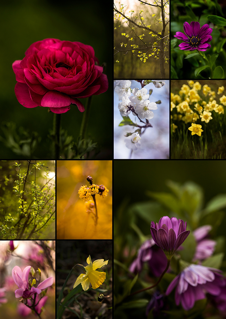 Spring flowers - simi jois 