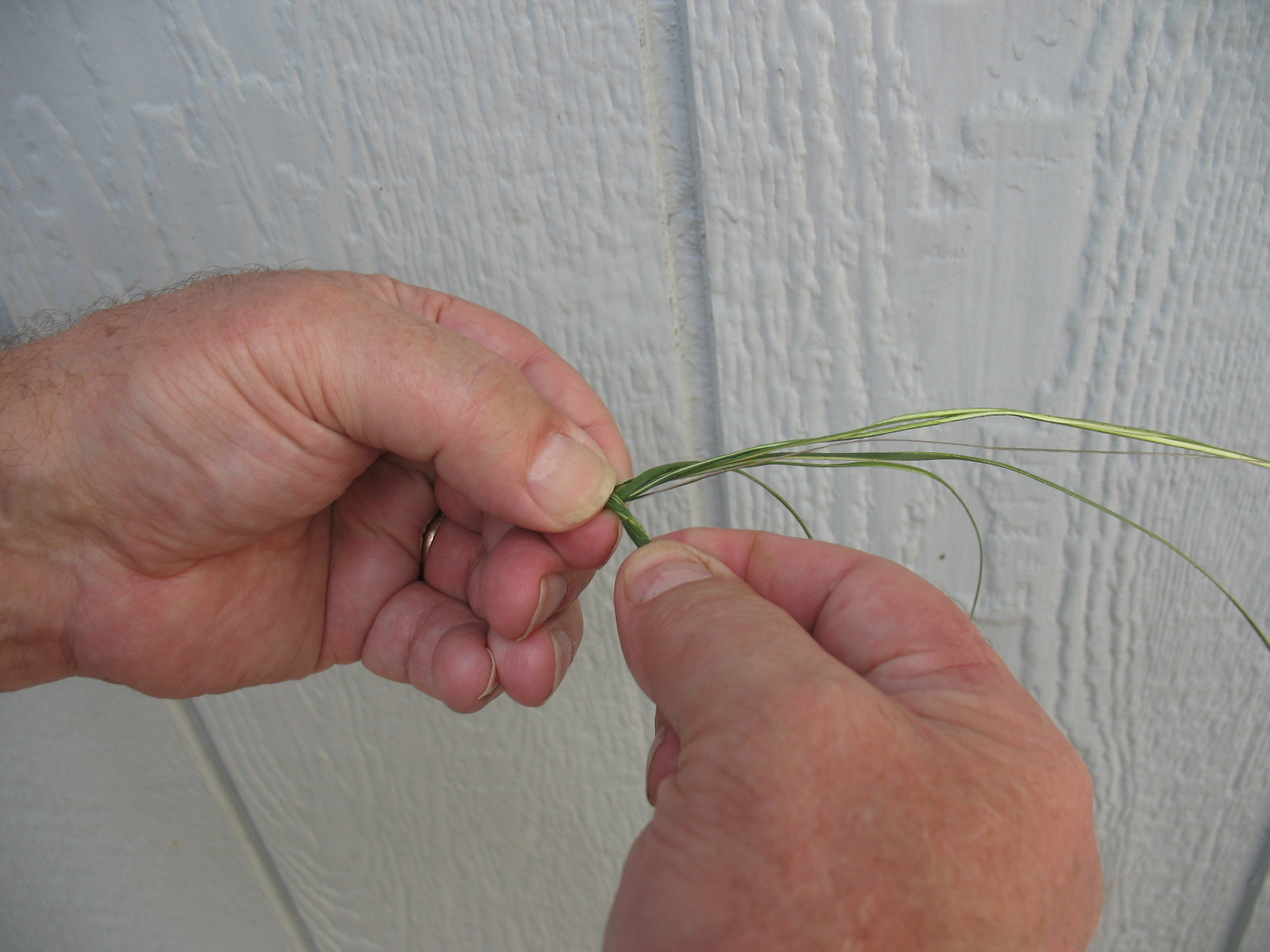 Sensible Survival: Survival Fishing - Make a Yucca Fishing Line