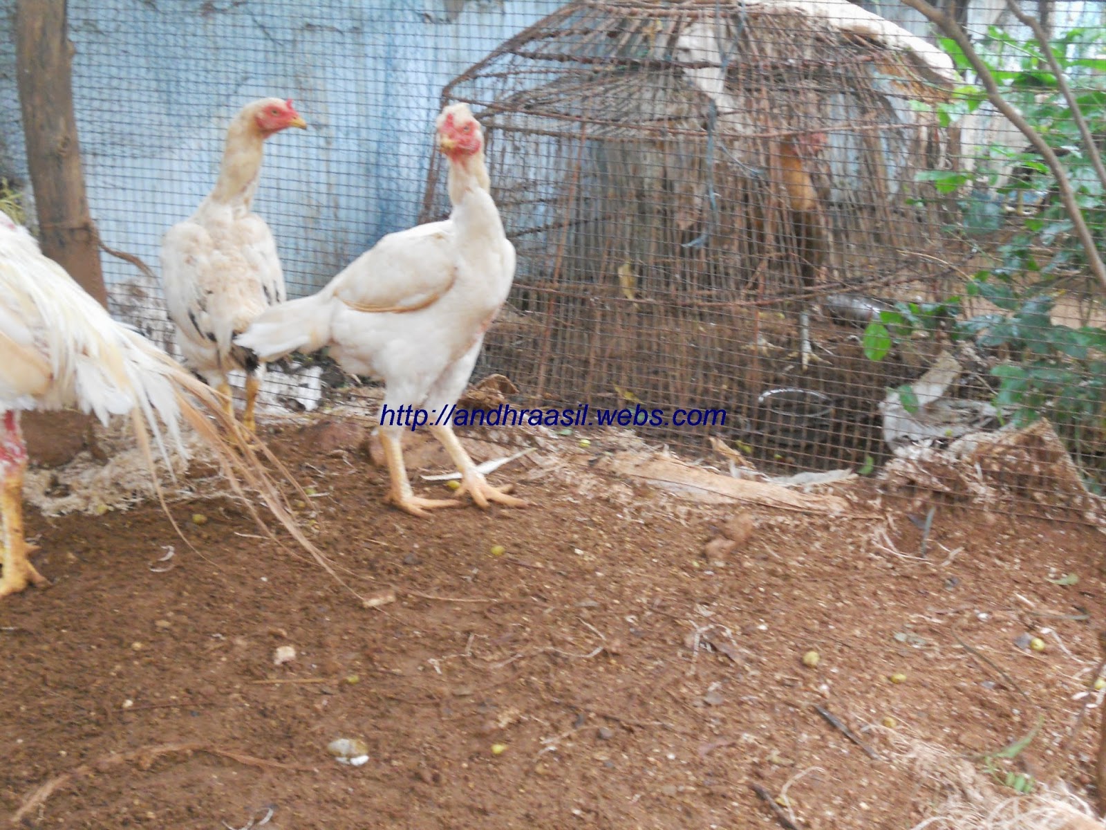 Fighting Rooster my breeding hens