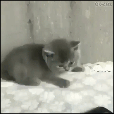 Hilarious Kitten GIF • Blue kitty scared from smartphone Retreat and front flip haha poor baby Hilarious Kitten GIF • Blue kitty scared from smartphone Retreat and front flip haha poor baby