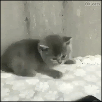 Hilarious Kitten GIF • Blue kitty scared from smartphone Retreat and front flip haha poor baby