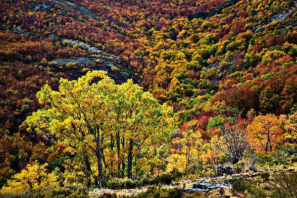 La Serrania.: El Parque Natural de la Sierra Norte