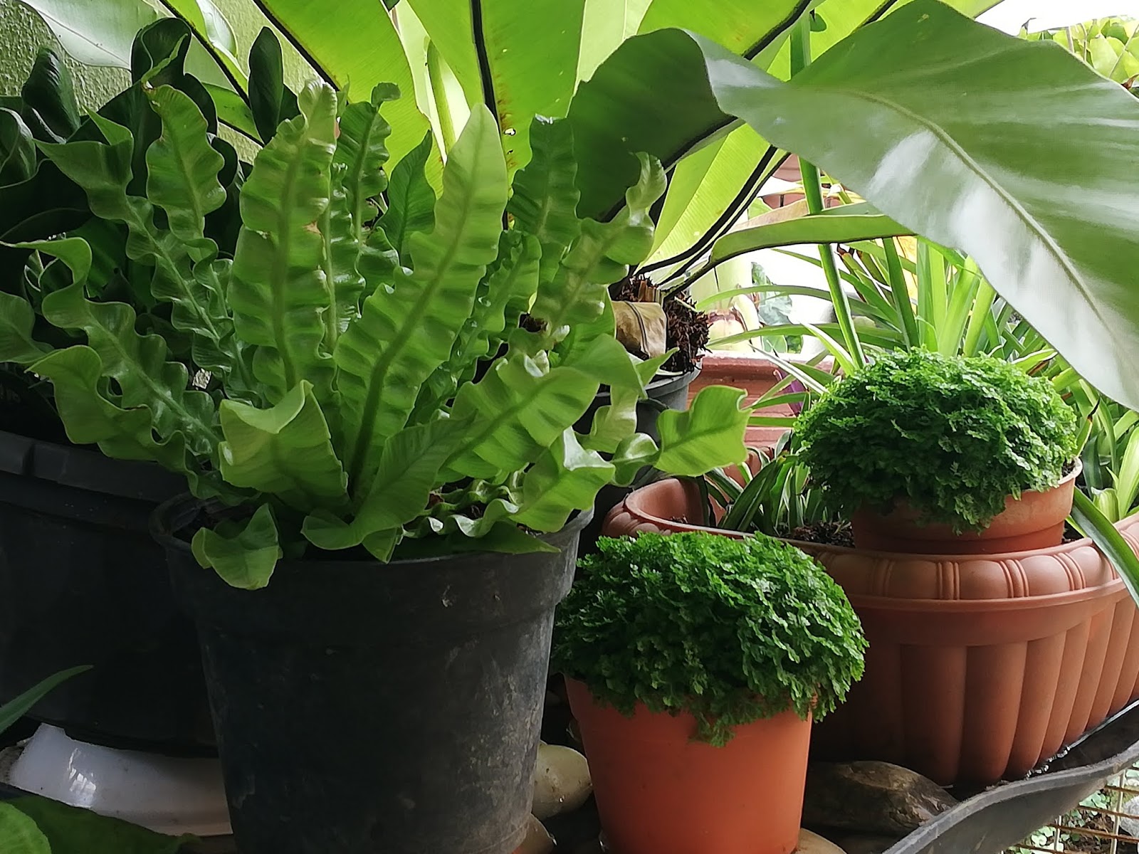Garden Chronicles of James David How to Grow & Care Bird Nest Fern