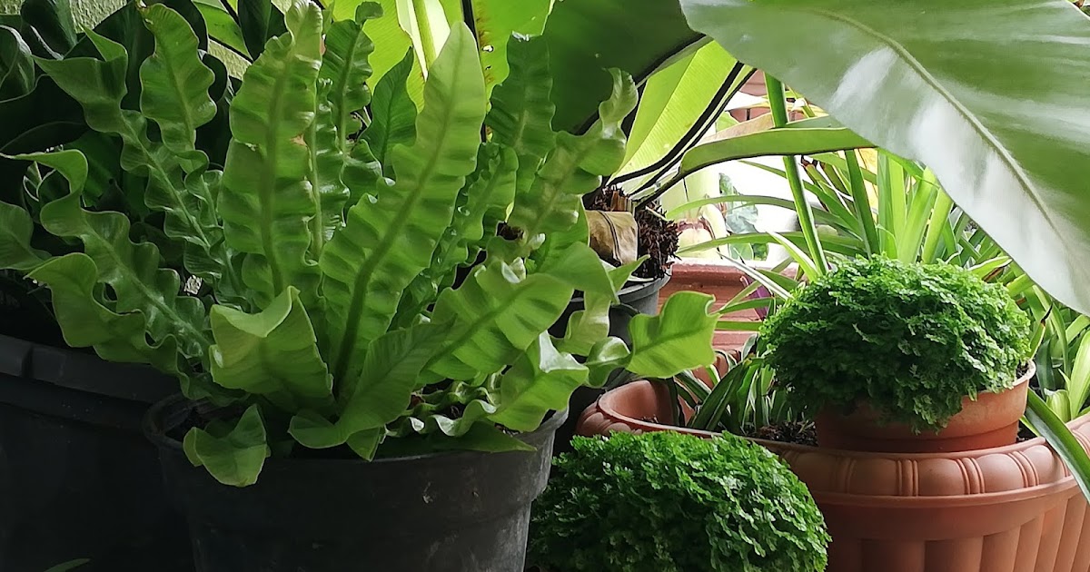 Garden Chronicles of James David How to Grow & Care Bird Nest Fern