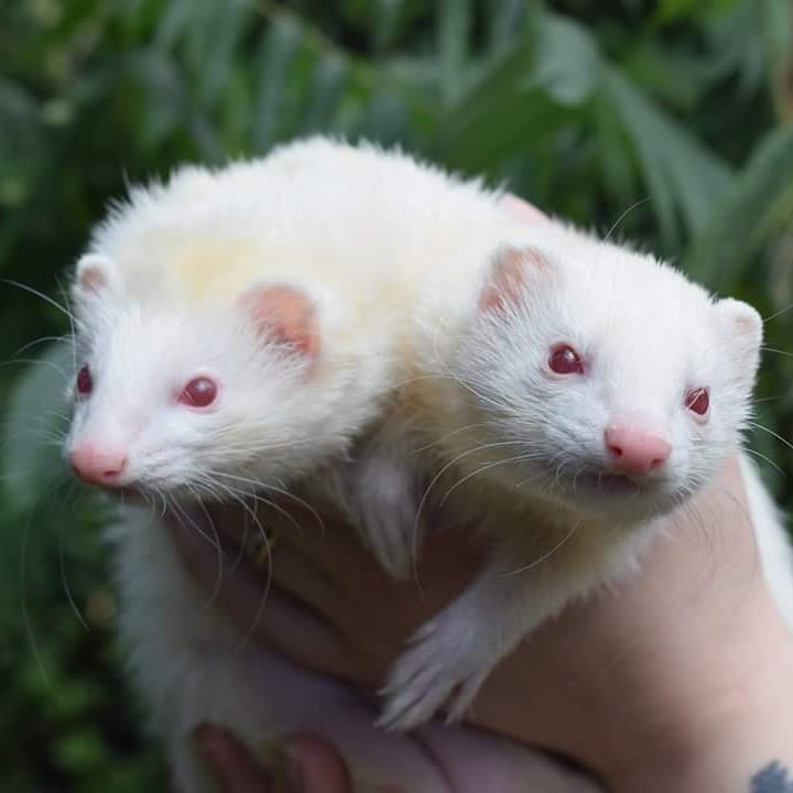 Ferret Forest How To Introduce A New Ferret To Another Ferret