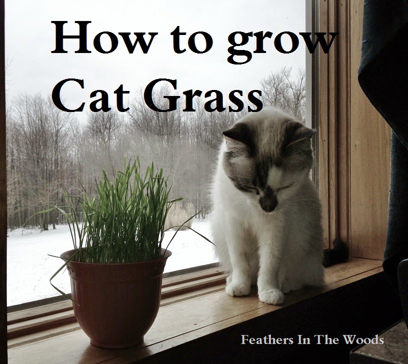 Growing Cat Grass Feathers in the woods
