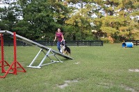 Tips, Tricks, and Training: Using The Tip Assist To Improve Teeter ...