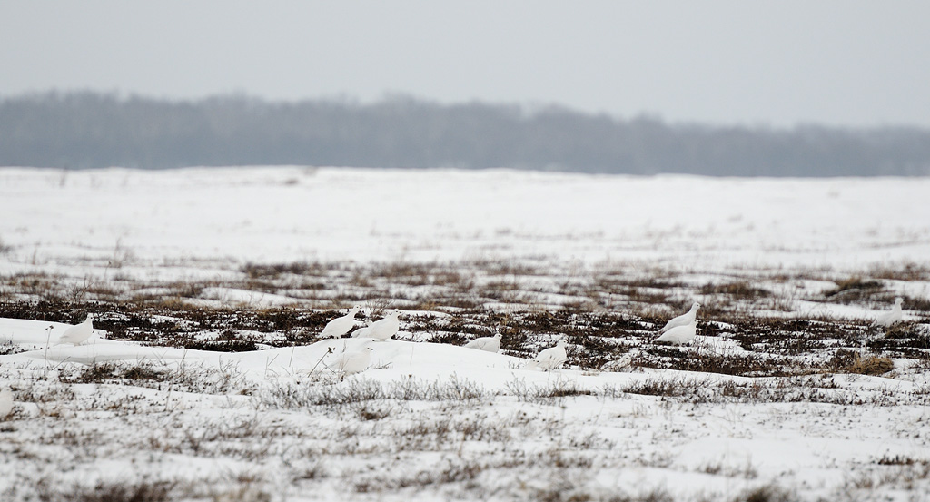 черные земли зимой. заповедник черные земли. черные земли калмыкия зимой. калмыкия степь сайгаки. заповедник черные земли калмыкия.