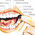 Dentition - Human Dentition