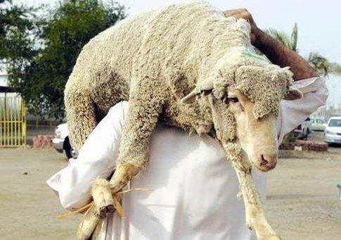 أحكام الأضحية و 18 عيبا يفسد اضحية العيد