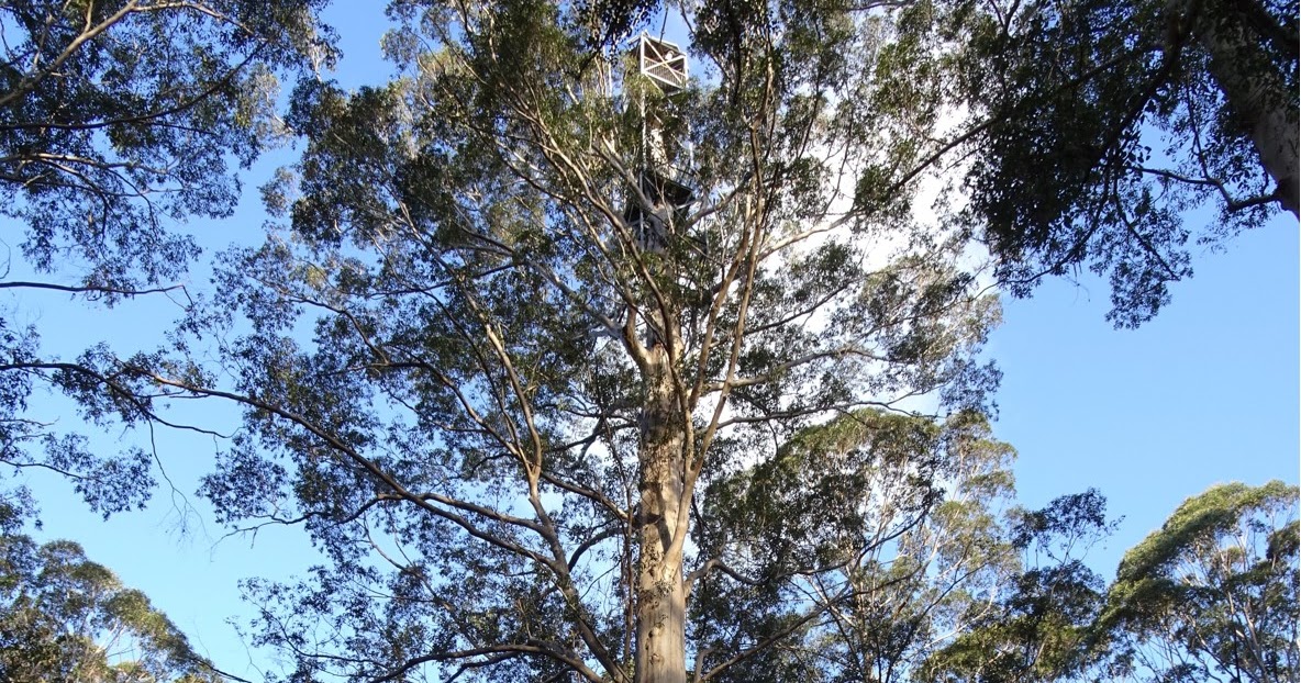 Gloucester Tree