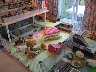 Guinea Pig home