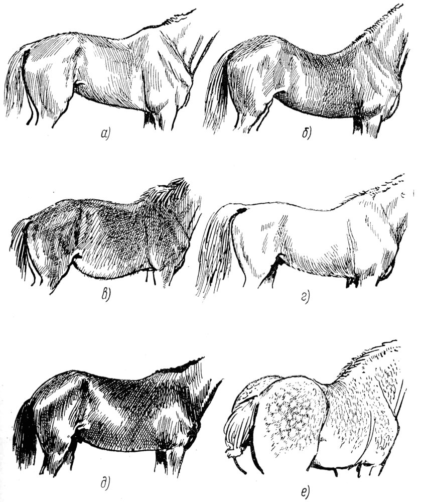 Направление шерсти. Лошадь спиной. Круп лошади. Пороки экстерьера лошади. Форма спины лошади.