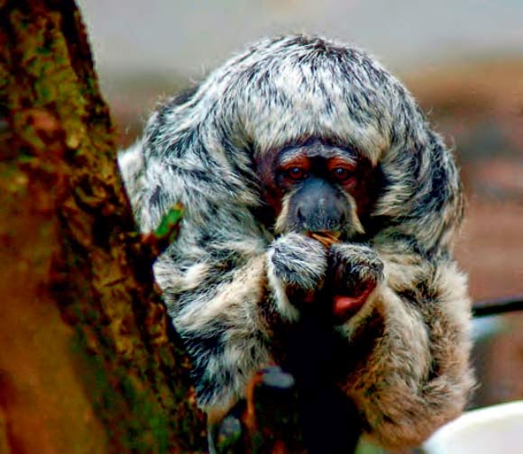 image_2183_1-Rylands-Bold-faced-Saki