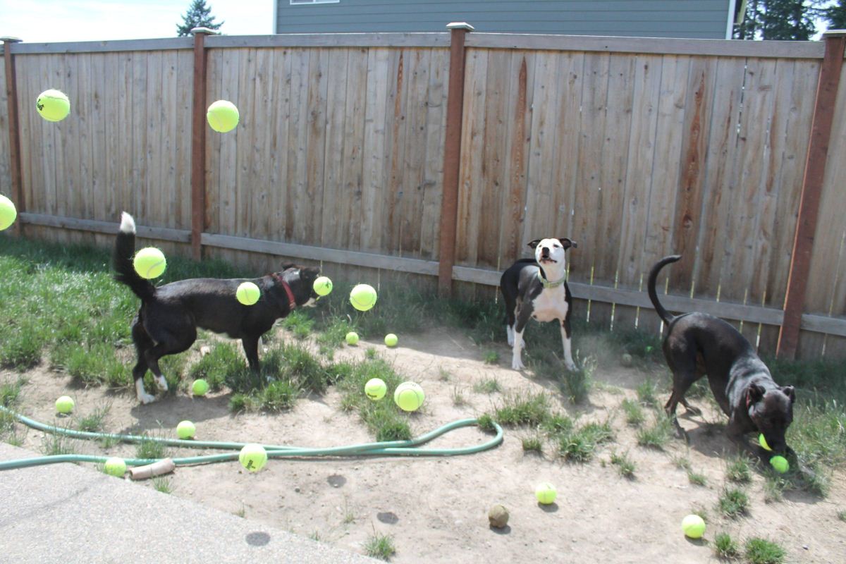Three dogs vs 60 tennis balls (10 pics) Amazing Creatures