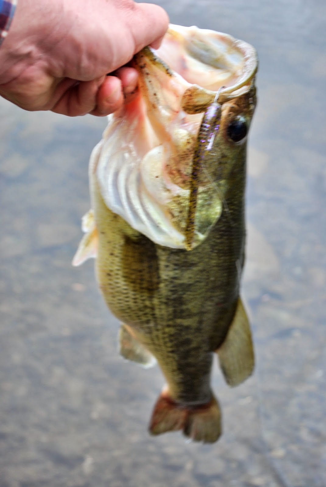 Litton's Fishing Lines Lunker Largemouth Bass Tips for Mount Hope Pond
