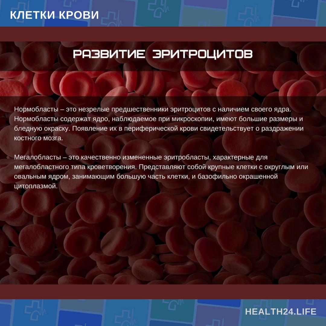 Размеры клеток крови. Выберите признаки характерные для эритроцитов. Эритроциты особенности строения и функции. Эритроциты. Выбрать признаки характеризующие эритроцит:.